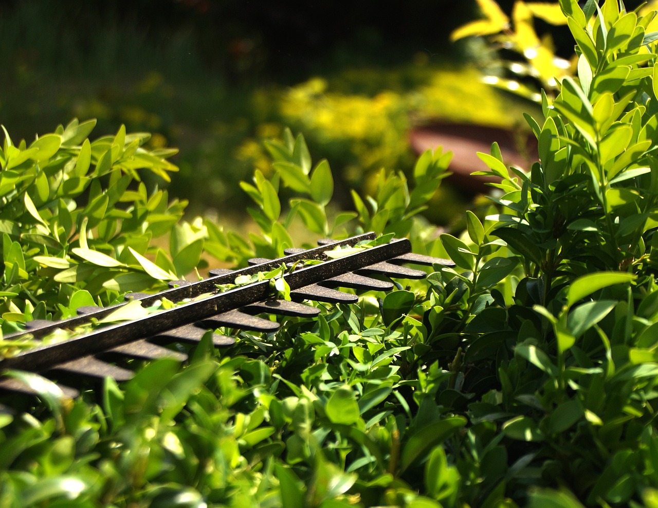 Professional hedge trimming equipment in use