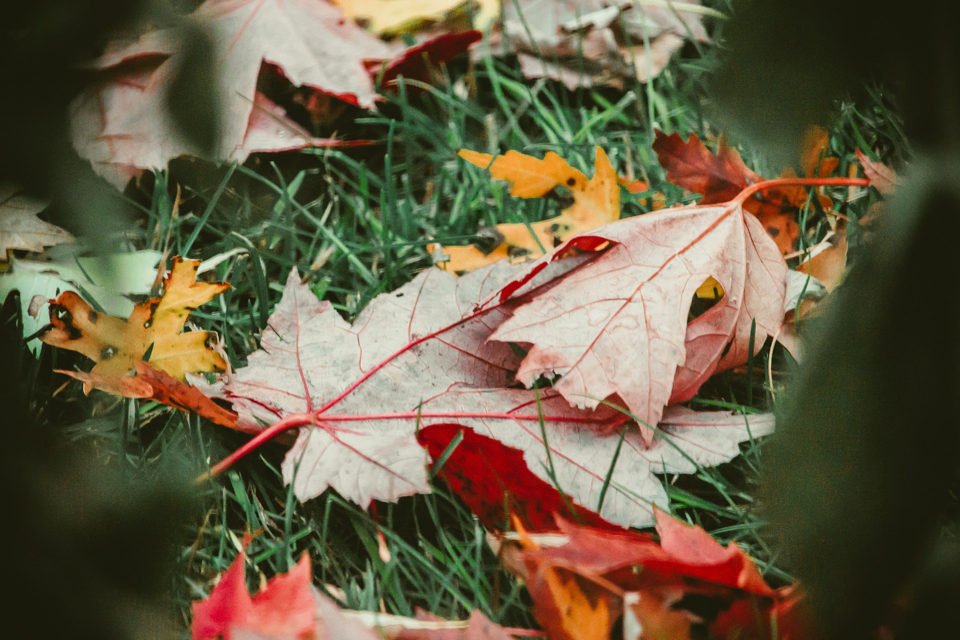 Professional garden waste removal
